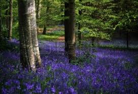 Glens Of Antrim Bluebells Portglenone Forest Ireland Antrim Bluebells Ireland