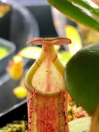 Image result for Fuirena obcordata