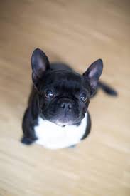 25 Adorable French Bulldogs We Just Want To Squeeze And You Will Too Cute French Bulldog Pets French Bulldog