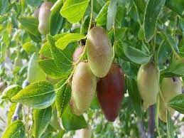 We list over 80 apple varieties, over 40 types of plum trees and. Ga 866 Jujube Jujube Fruit Jujube Tree Fruit Bushes