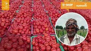 Large selection of beefsteak and main crop heirloom tomatoes. Tomato Hybrid Variety Sampurna Youtube