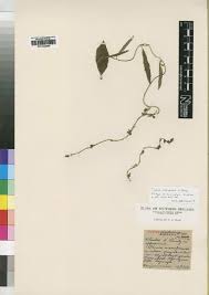 Image result for Cyphia mazoensis