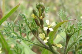 Image result for Carrichtera annua