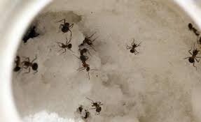 Products ants do not like. Does Baking Soda Kill Ants Popular Myths And Diy Recipes