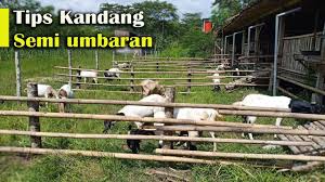 Kandang indukan kambing ternyaman dengan kayu seadanya. Kandang Kambing Semi Umbaran Youtube