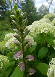 Au Jardin Mariage De L Acanthe Et De L Hortensia Bosdarros Bearn Pyrenees Atlantiques Nouvelle Aquitaine France Flowers Plants Jardin
