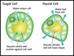It needs more water from other cells. Draw A Plant Cell That Has Lost A Lot Of Water Brainly In