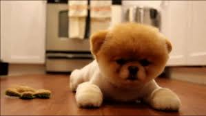 Download Gif Cute Puppy Png Gif Base Animated thank you gif animations. download gif cute puppy png gif base