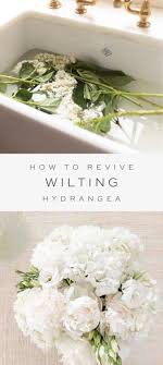 Wilted Hydrangea How To Revive Wilting Hydrangea Flower Arrangements Diy Creative Flower Arrangements Hydrangea Not Blooming