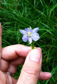 Image result for Monochoria africana