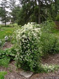 What is the fastest growing vine plant? Virgin S Bowe Clematis Vine Clusters Of 1 Inch White Flowers With 4 Petal Like Sepals And Numerous Spreading White Stame Clematis Clematis Vine Clematis Plant