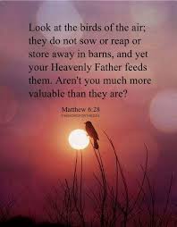 Birds Of The Air And Lilies Of The Field Pin On Life Faith