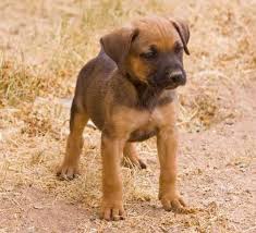 Browse reputable breeders in pa, ohio, indiana. Pitbull And German Shepherd Puppies Pitbull Puppies