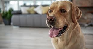 Does my dog have a thyroid tumor? Hypothyroidism Low Thyroid Levels In Dogs Petcoach