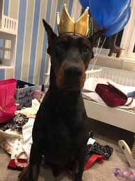 Verus Dog Food Ingredients Cheapestdogsupplies Doberman Family Protection Dogs Dogs