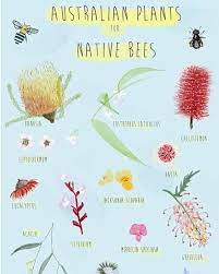 Just Finished A Poster On Australian Natives You Native Bees Bee Friendly Garden Permaculture