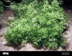 Image result for Ceratopteris thalictroides