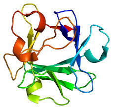 Maybe you would like to learn more about one of these? Basic Fibroblast Growth Factor Wikipedia