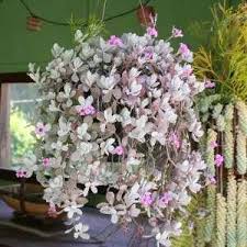 Kalanchoe Pumila Flower Dust Plant Succulent Plants Plant Images Succulents