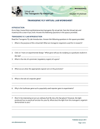 You place the specimenslide on the stage. Transgenic Fly Virtual Lab Worksheet