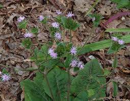 Image result for Elephantopus