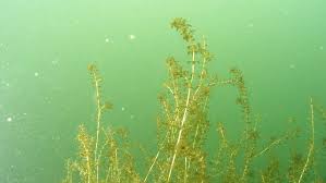 Image result for Hydrilla