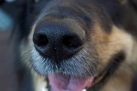 Elizabeth, linden, roselle, roselle park, union, newark, rahway, & kearny in new whiteway pet shop. Murphy Signs Law Ending Automatic Death Penalty For Some Nj Dogs