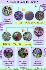 List Of Different Types Of Lavender Plant With Pictures Types Of Lavender Plants Lavender Plant French Lavender Plant