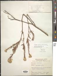 Image result for Gnidia burchellii