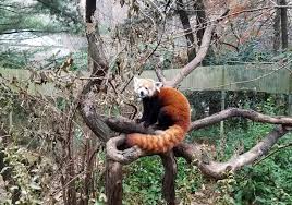 Central park zoo is only small so you would only need an hour or two probably. Central Park Zoo New York Little Zoo In The Big City