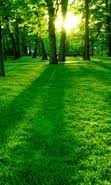 green mobile wallpapers free download green wallpapers for mobile page 1 green wallpapers for mobile