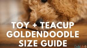 Maybe you would like to learn more about one of these? Teacup And Toy Goldendoodle Size Guide And Weight