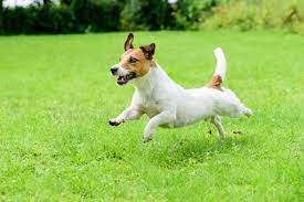 Below are the different dog breeds with white and black in their coat. Small White Dog Breeds Top 10 With Pictures