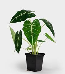 8 Beautiful Low Light Plants To Brighten Up Your Home Plants Low Light Plants Small Potted Plants