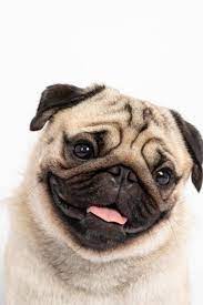 Cute Pet Dog Pug Breed Smile With Happiness Feeling So Funny And Making Serious Face Isolated On White Background Pugs Pug Memes Dogs