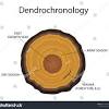 Radiocarbon dating is a method of what is known as absolute dating. 1