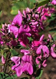 Image result for Indigofera wentzeliana