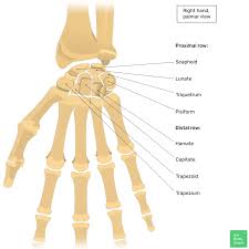 Image result for Pisiform Bone