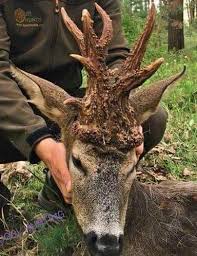 Freaky Roe Buck Unusual Animals Animals Wild Whitetail Deer