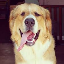 Great pyrenees bernese mountain dog. 23 Great Pyrenees Bernese Mountain Dog Mix Puppy L2sanpiero