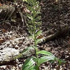 Image result for Habenaria dregeana