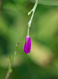 Image result for Talinum fruticosum