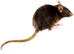 Ich habe seit ein paar tagen eine maus in meiner wohnung. Schadnager Mause Und Ratten Unterscheiden