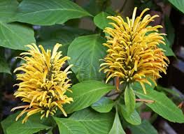 Image result for Justicia rodgersii