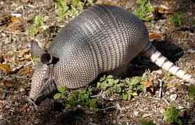 Roger williams park zoo travelers' reviews, business hours, introduction, open hours. Zoocation Week At Roger Williams Park Zoo Things To Do In Ri Ri Events