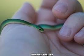 Rough Green Snake Cute Funny Animals Animals Sphinx Cat