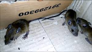 We did not find results for: Eltelu Inilah Beberapa Penyakit Berbahaya Yang Berasal Dan Disebabkan Oleh Tikus