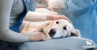 The Truth About Hemangiosarcoma In Dogs Dogs Naturally