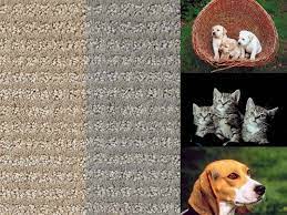 Wool $18.50, nylon $10, or olefin $6.50. What Is The Best Carpet For Pets Stainmaster Petprotect Great For Dogs And Cats