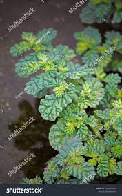 Image result for Coldenia procumbens